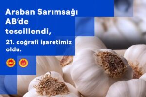 Gaziantep topraklarında yetişen, şifa kaynağı “Araban sarımsağı” Avrupa Birliği’nde tescilli