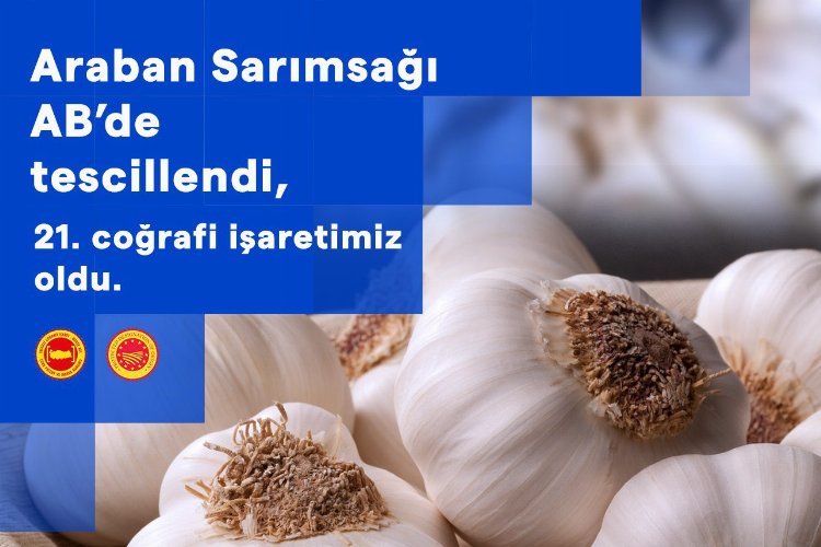 Gaziantep topraklarında yetişen, şifa kaynağı “Araban sarımsağı” Avrupa Birliği’nde tescilli
