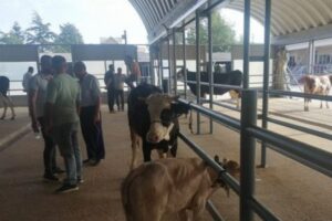 Keşan Ticaret Borsası kurbanlık satış pazarını Keşan Mezbahasın arkasındaki canlı