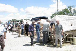 Bursa’nın Yenişehir ilçesinde kurbanlık almak için arife gününü bekleyen vatandaşlar