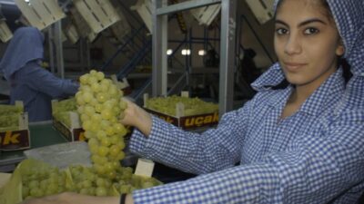 Ege Bölgesi’nin önemli ihraç ürünlerinden, sofralık üzüm çeşitleri arasında erkenci