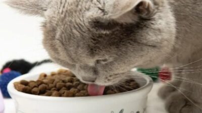 Kedi mamalarının fiyatları yükseldi. Vatandaşlar yem almakta zorlanıyor. Bursa çarşısında