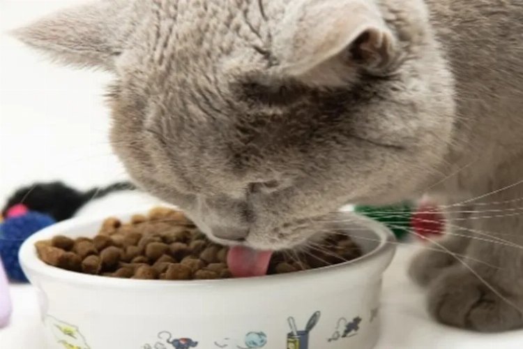 Kedi mamalarının fiyatları yükseldi. Vatandaşlar yem almakta zorlanıyor. Bursa çarşısında