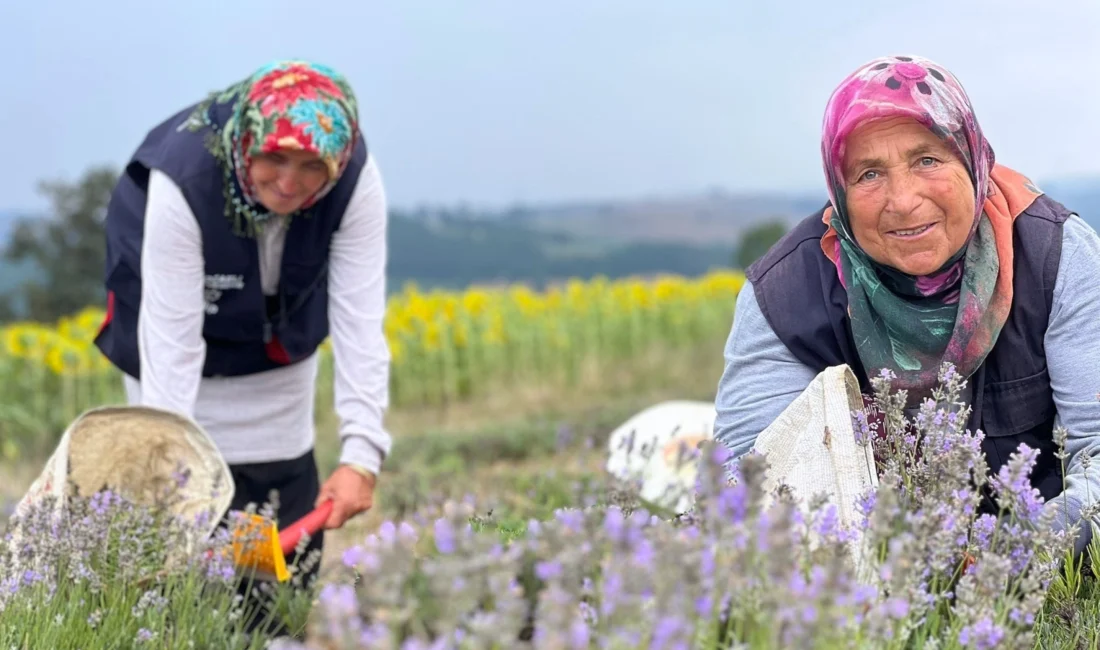 Büyükşehir Belediyesince katma değeri yüksek tıbbi ve aromatik bitki üreticiliğini teşvik