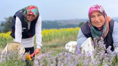 Büyükşehir Belediyesince katma değeri yüksek tıbbi ve aromatik bitki üreticiliğini teşvik