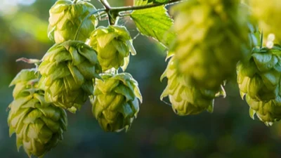 Bilecik Sanayi ve Ticaret Odası, 30 Kasım 2020 tarihinde coğrafi