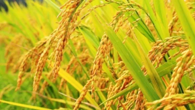 Toprak Mahsulleri Ofisi 2024 dönemine ilişkin çeltik alım fiyatlarını açıkladı.