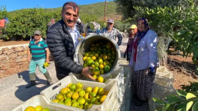 Sonbaharın habercisi, grip ve soğuk algınlıklarının doğal şifa deposu satsuma