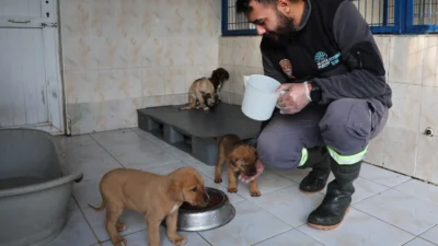 Nilüfer Belediyesi Veteriner İşleri Müdürlüğü Hayvan Bakım ve Tedavi Merkezi’nde