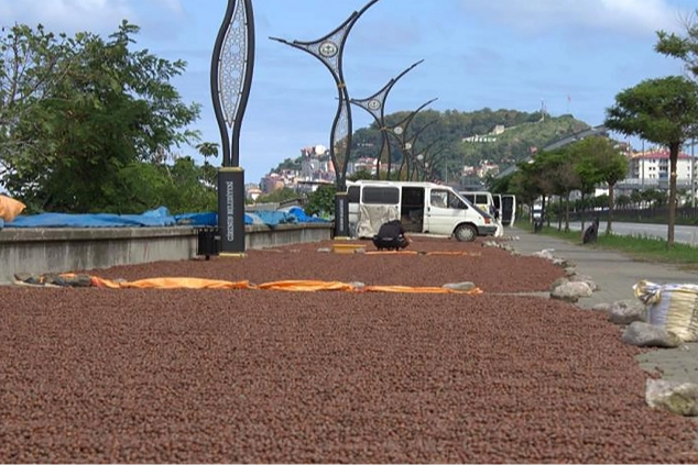 Giresun denilince akla ilk fındık geliyor. Dünyanın en kaliteli fındığını