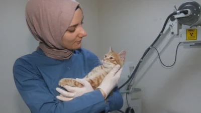Kocaeli Çayırova’da yaralı halde bulunan yavru kedi, Patilik Mutlu Sokak