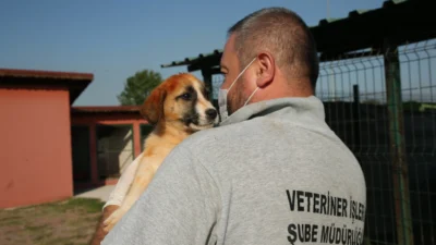 Türkiye’ye örnek olan “Pati İzi” uygulamasıyla Sakarya’da bir yılda 206