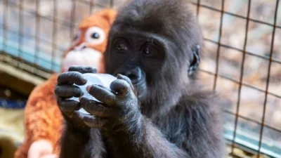 İstanbul Havalimanı’nda yakalanan ve rehabilitasyon süreci devam eden yavru gorilin