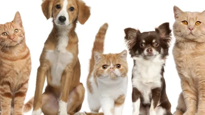 Belediyelerin hayvanlara ayırdığı ödenekler başka amaç için kullanılamayacak Belediyeler, bütçelerinden