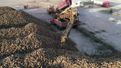 2023-2024 sezonunda, 16 bin dekar alanda şeker pancarı ekerek toplamda