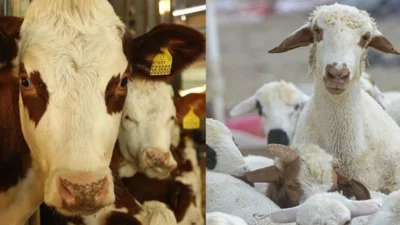 Tarım ve Orman Bakanlığı, hayvancılık desteklemelerinden çiftçinin üye olduğu üretici