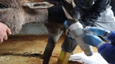 Mardin’in Midyat ilçesinde meydana gelen olayda araç çarpması sonucu ayağı