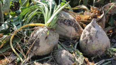 Konya Şeker, 2024-2025 kampanya dönemi için 6 milyar 272 milyon