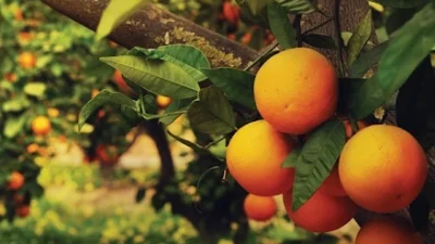 Tarım ürünleri üretici fiyat endeksi (Tarım-ÜFE) yıllık yüzde 29,89, aylık