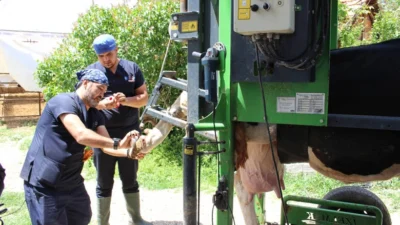 Antalya Büyükşehir Belediyesi, yayla ve kırsal hayvancılığı geliştirmek ve desteklemek