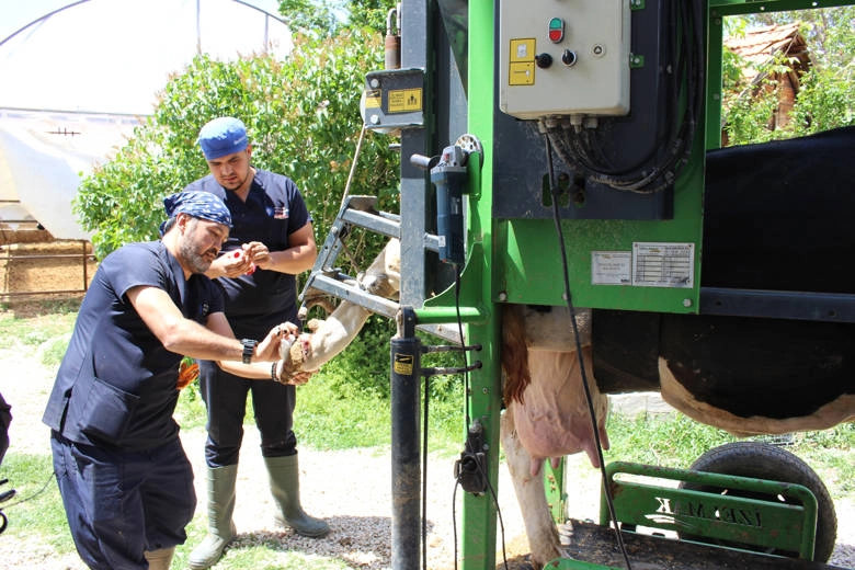 Antalya Büyükşehir Belediyesi, yayla ve kırsal hayvancılığı geliştirmek ve desteklemek