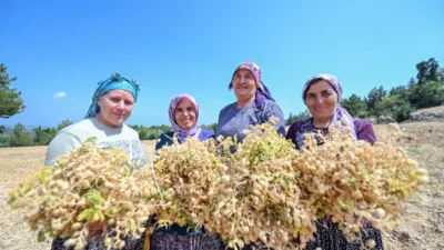 Mersin Büyükşehir Belediyesi Tarımsal Hizmetler Dairesi Başkanlığı, ata tohumlarının korunması