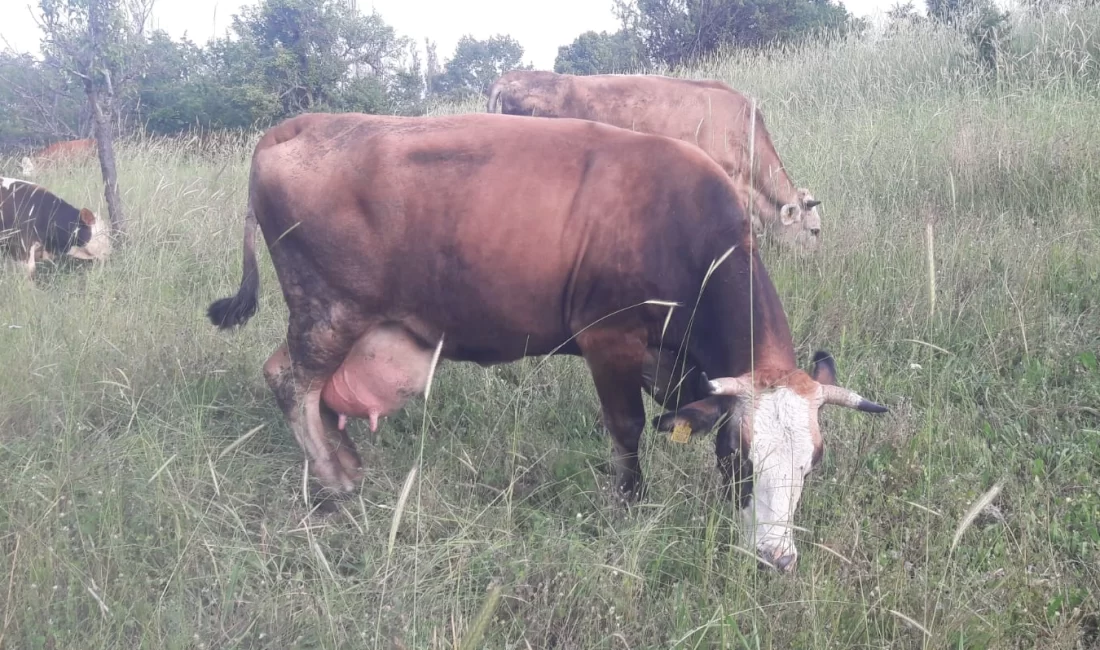 Bilecik’in Pazaryeri ilçesinde şap hastalığının tespit edilmesi üzerine Tarım ve